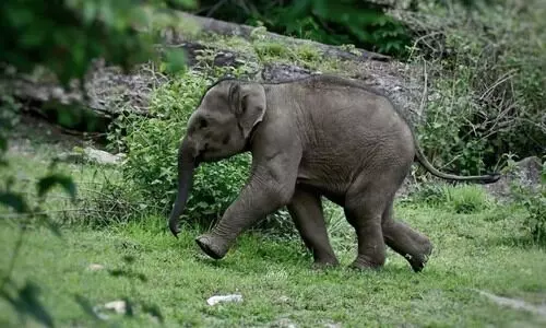 ആനക്കുട്ടി ദമ്പതികളെ പിറകിലൂടെ കെട്ടിപ്പിടിക്കുന്ന ഹൃദയസ്പർശിയായ വിഡിയോ വൈറലാകുന്നു; കാണുന്നവർ പറയുന്നു, ‘അത് നിന്നെ ശരിയാക്കും’ ആനക്കുട്ടി ദമ്പതികളെ പിറകിലൂടെ കെട്ടിപ്പിടിക്കുന്ന ഹൃദയസ്പർശിയായ വിഡിയോ വൈറലാകുന്നു; കാണുന്നവർ പറയുന്നു, ‘അത് നിന്നെ ശരിയാക്കും’