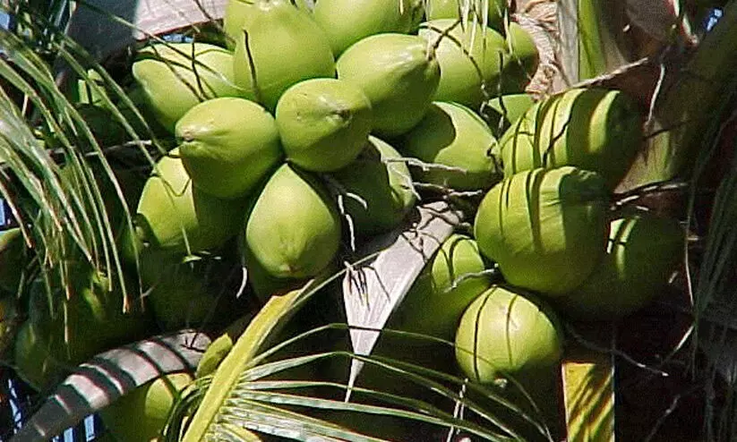 kuttyadi coconut kuttyadi coconut