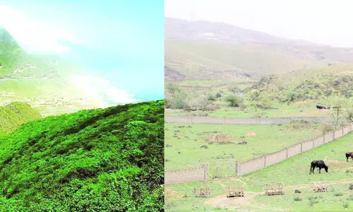 ഈ ​പ​ച്ച​പ്പാ​ണ് ഖ​രീ​ഫി​ന്റെ സൗ​ന്ദ​ര്യം, അ​ത് ന​ശി​പ്പി​ക്ക​രു​തേ...