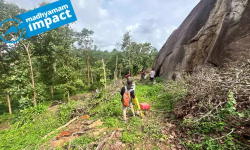 tree felling tree felling