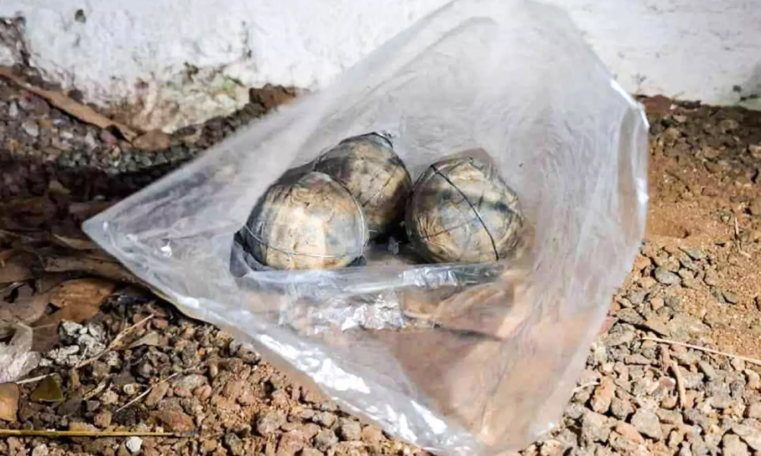 കാലിക്കറ്റ് കാമ്പസിൽ സ്ഫോടക വസ്തുക്കൾ; പൊ​ലീ​സ് ക​സ്റ്റ​ഡി​യി​ലെ​ടു​ത്തു