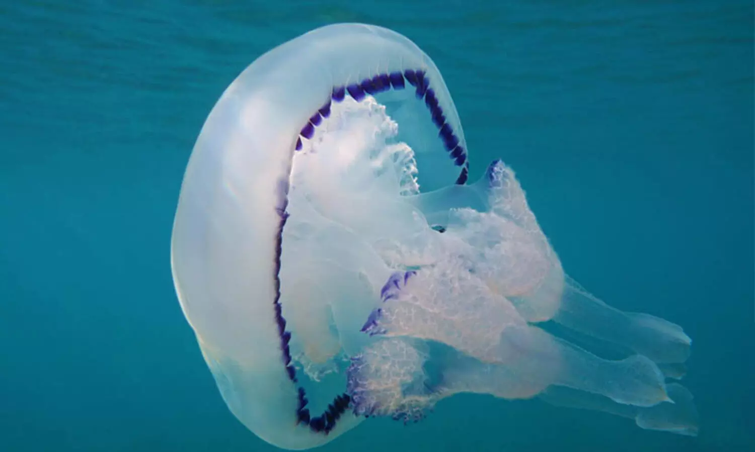 യു.കെ കടലുകളിൽ അസാധാരണമായ ഉയർന്ന അളവിൽ ജെല്ലിഫിഷുകൾ; സമുദ്രം ചൂടു പിടിക്കുന്നതിന്റെ ഫലമെന്ന് ഗവേഷകർ