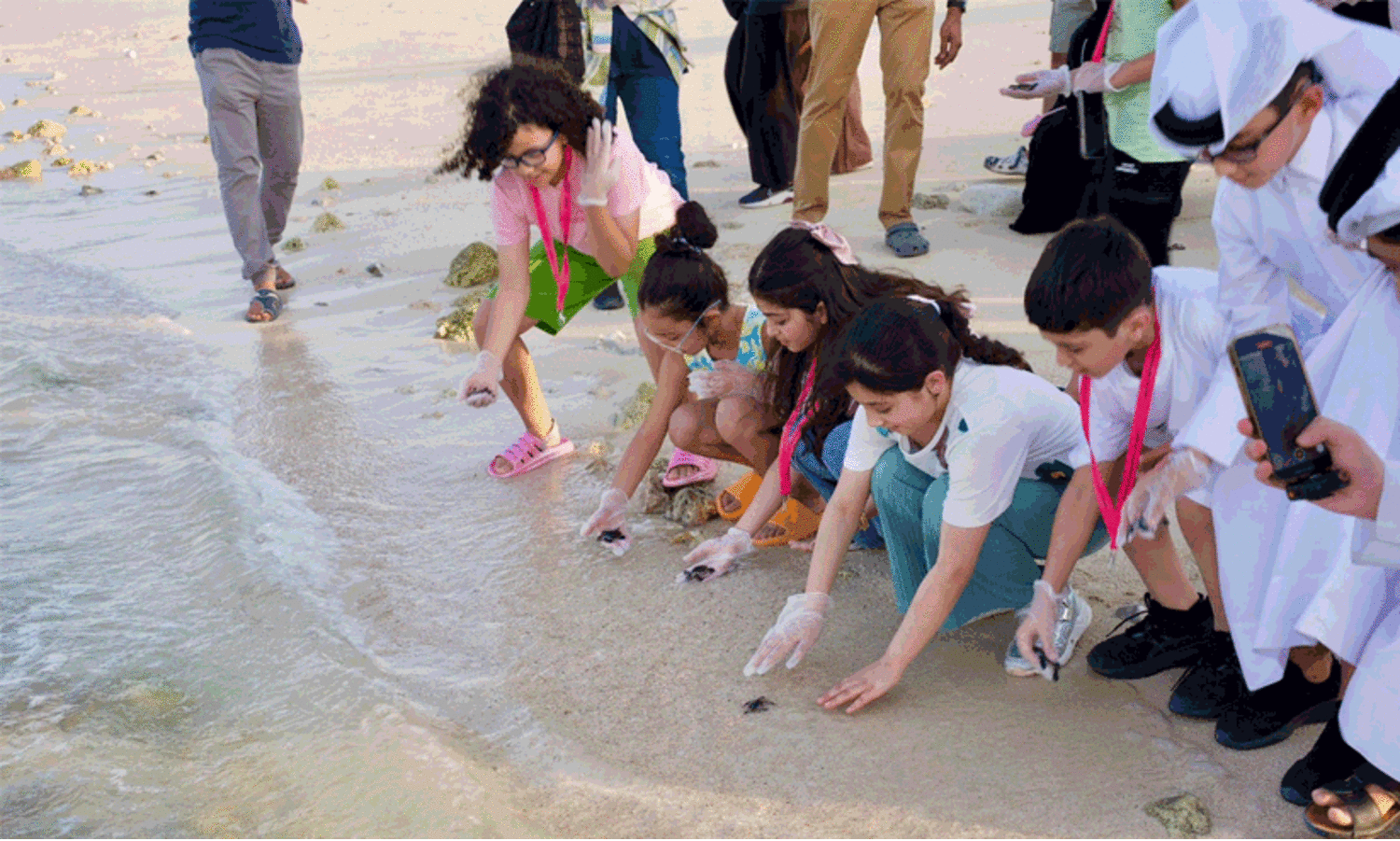 hawksbill sea turtles