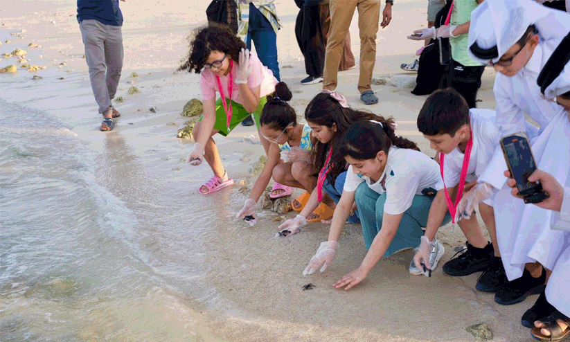 hawksbill sea turtles hawksbill sea turtles