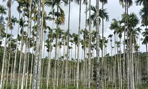 അ​ട​ക്ക​ വി​ല ഉ​യ​രു​മ്പോ​ഴും ക​ർ​ഷ​ക​ർ​ക്ക് ക​ണ്ണീ​ർ