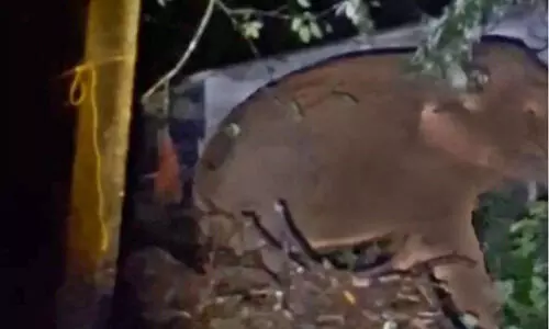 wild elephant wild elephant