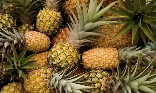 പൈനാപ്പിളിന്​ കുമിൾരോഗം പടരുന്നു; വ​ള​ർ​ച്ച​യെ​ത്തും മു​മ്പ്​ ന​ശി​ക്കുന്നു