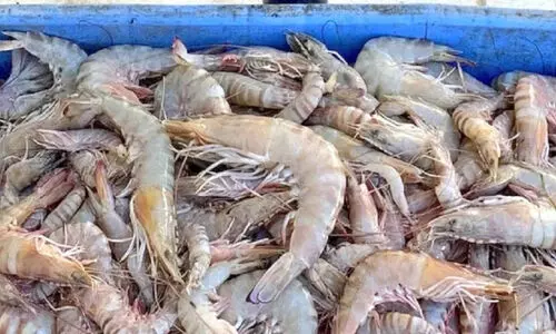 തു​ള്ളി​ക്കു​തി​ച്ച് ചെ​മ്മീ​ൻ; ചെ​മ്മീ​ൻ മ​ത്സ്യ​ബ​ന്ധ​ന സീ​സ​ണ് തു​ട​ക്കം