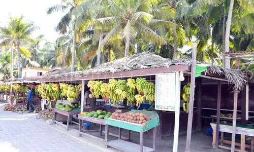 ഖ​രീ​ഫ് സീ​സ​ൺ; 600ല​ധി​കം താ​ൽ​ക്കാ​ലി​ക വ​ർ​ക്ക് പെ​ർ​മി​റ്റു​ക​ൾ ന​ൽ​കി