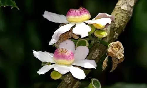 ട്രീ ​ലോ​ട്ട​സ്​