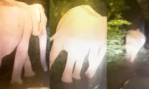 വന്യമൃഗാക്രമണത്തെ കുറിച്ച് അന്വേഷിച്ച് മടങ്ങുമ്പോൾ തഹസിൽദാരുടെ വാഹനം കാട്ടാന ആക്രമിച്ചു