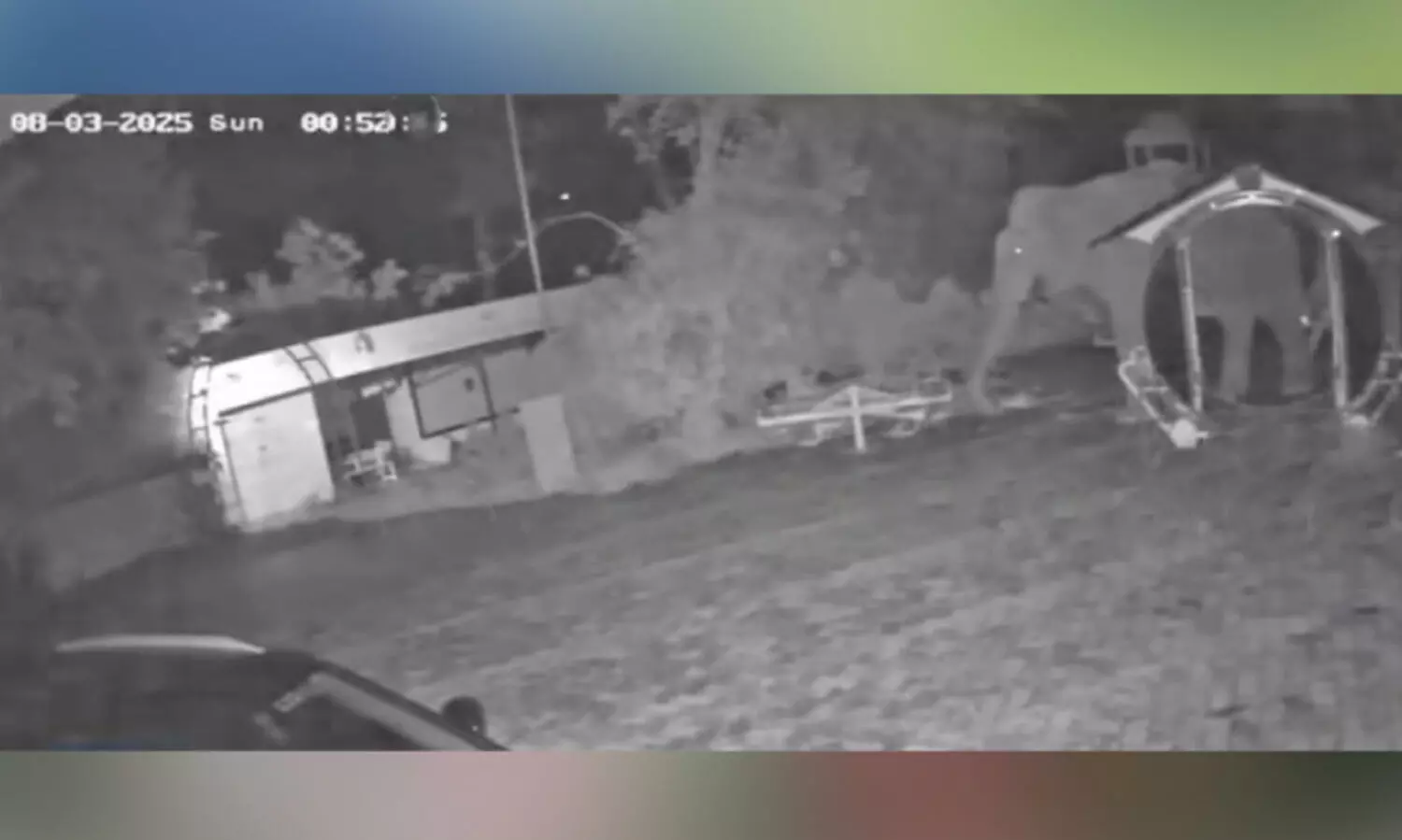 CCTV footage of wild elephant