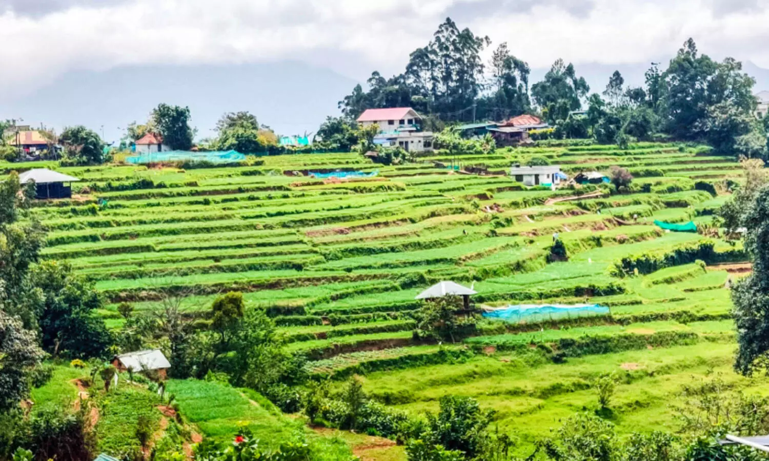 വിളവെടുപ്പിനൊരുങ്ങി വെളുത്തുള്ളിപ്പാടങ്ങൾ
