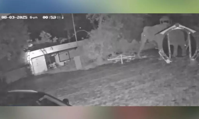 CCTV footage of wild elephant CCTV footage of wild elephant