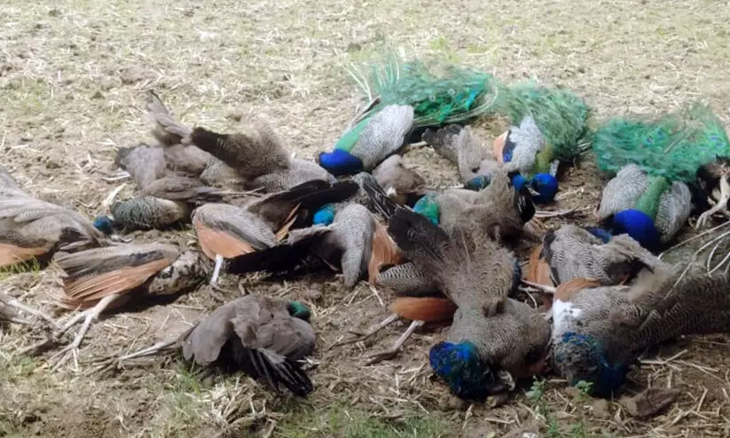 20 Peacocks Found Dead 20 Peacocks Found Dead