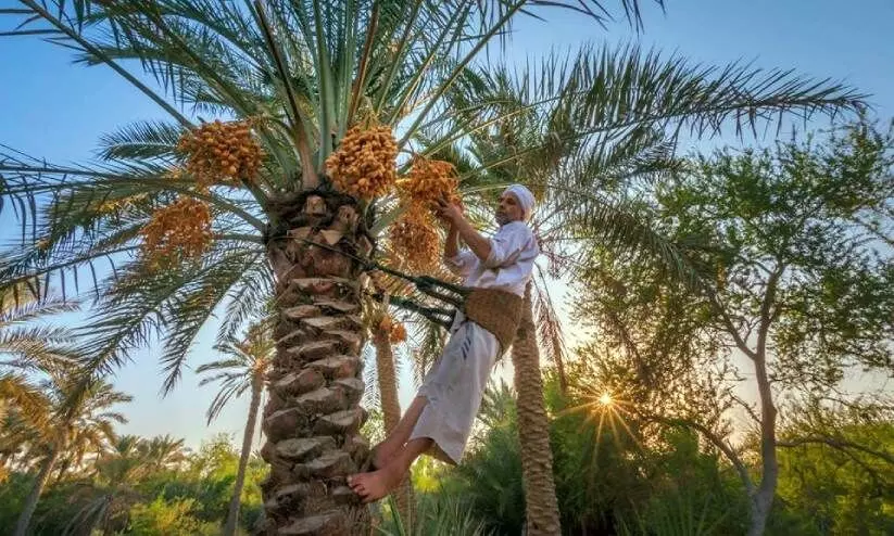 കാർഷികോൽപാദനം: പത്തു വർഷത്തിനിടെ ബഹ്റൈനിൽ 55 ശതമാനം വർധന
