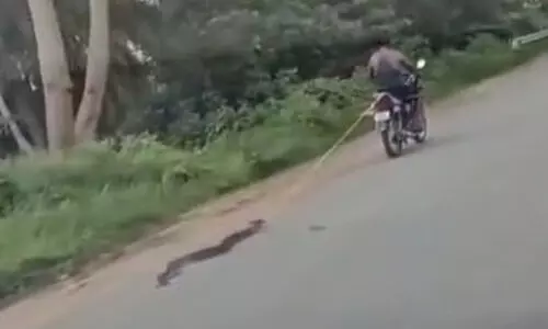 Python tied to bike dragged for over three kilometres
