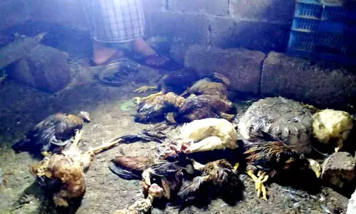 കോഴികളെ കൂട്ടത്തോടെ കൊന്ന് തെരുവ് നായ്ക്കൂട്ടം