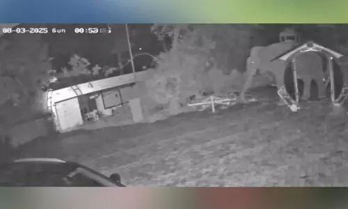 CCTV footage of wild elephant