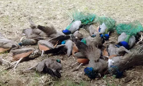 20 Peacocks Found Dead