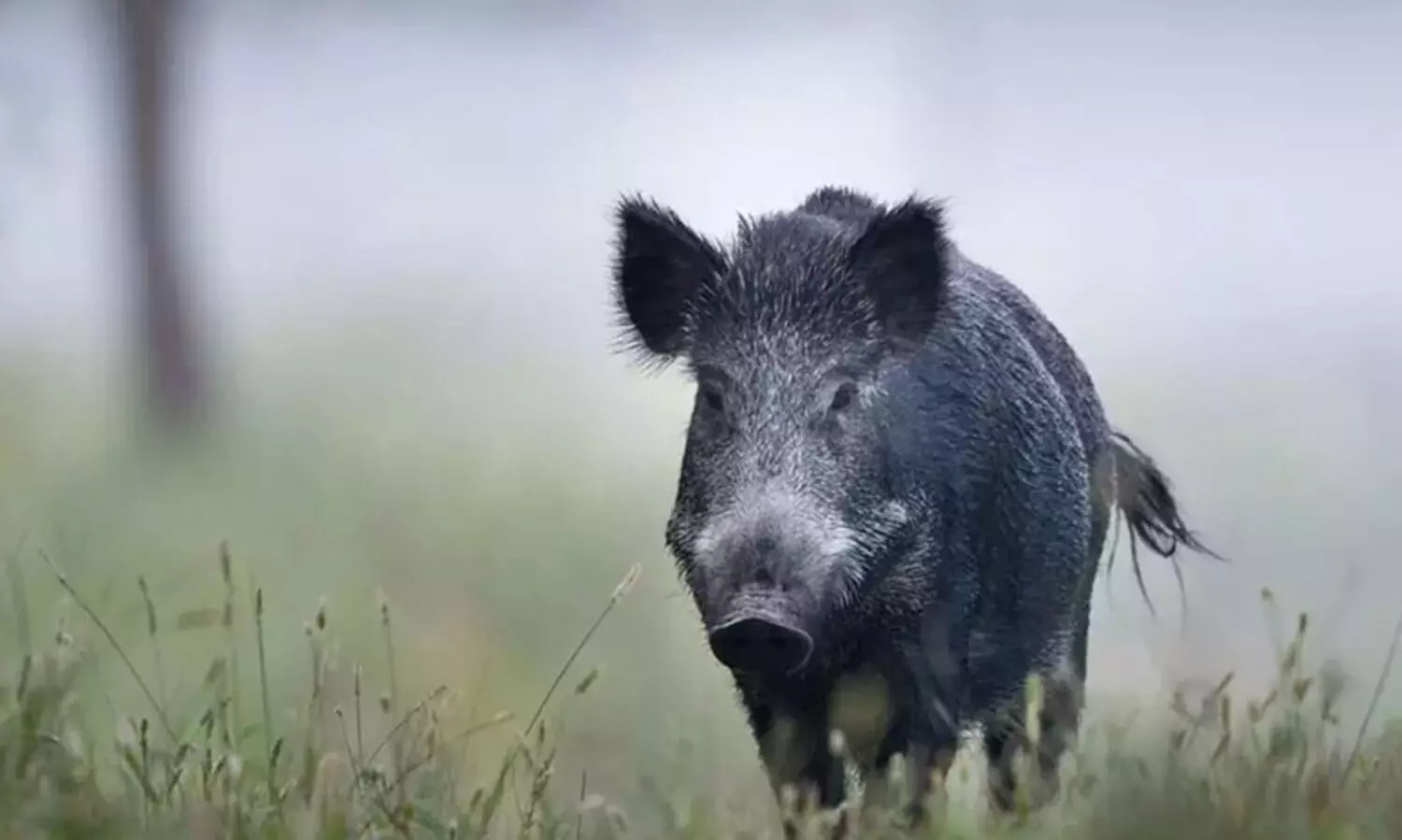 wild boar