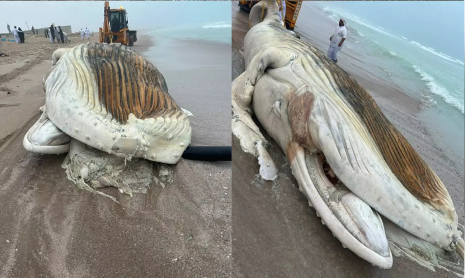 അൽ അഷ്ഖറ ബീച്ചിൽ തിമിംഗലം ചത്തടിഞ്ഞു