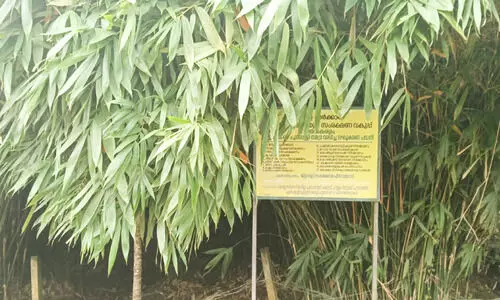 ഓടക്കൃഷി ചെയ്യാം, ഒട്ടേറെ നേട്ടങ്ങൾ കൊയ്യാം