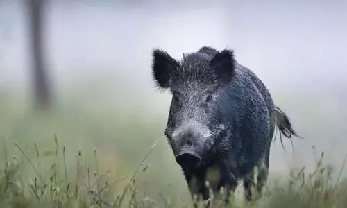 wild boar wild boar