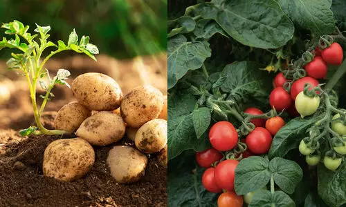 ഉരുളക്കിഴങ്ങല്ല തക്കാളി; എന്നാൽ തക്കാളിയാണ് ഉരുളക്കിഴങ്ങ്! ഉരുളക്കിഴങ്ങ് ഉണ്ടായത് തക്കാളിയിൽ നിന്നെന്ന് പഠനം