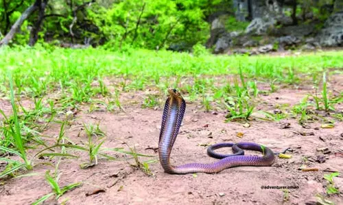 ഖരീഫ് സീസണിൽ പാമ്പുകളെത്താം; വേണം ജാഗ്രത