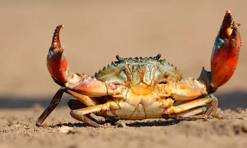 കാട്ടാന, കാട്ടുപന്നി, എലി, മയിൽ.... കർഷകരുടെ നെഞ്ച് തുരക്കാൻ ഞണ്ടും കാട്ടാന, കാട്ടുപന്നി, എലി, മയിൽ.... കർഷകരുടെ നെഞ്ച് തുരക്കാൻ ഞണ്ടും