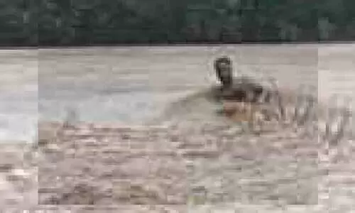 മലവെള്ളപ്പാച്ചിലിനിടെ പുഴയുടെ നടുവിൽ കുടുങ്ങി; നരിപ്പറ്റയിൽ രണ്ട് യുവാക്കൾ അത്ഭുതകരമായി രക്ഷ​പ്പെട്ടു