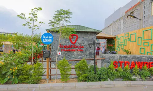 മ​നം ക​വ​രും കാ​ഴ്​​ച, നാ​വി​ൽ വെ​ള്ള​മൂ​റും പു​ളി​പ്പും മ​ധു​ര​വും; ത്വാഇഫിൽ വിനോദ സഞ്ചാര കേന്ദ്രമായി​ സ്ട്രോബെറി ഫാം