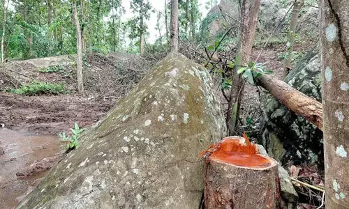 റവന്യൂ ഭൂമിയിലെ മരംമുറി; കേസെടുക്കാൻ തഹസീൽദാറുടെ കത്ത് റവന്യൂ ഭൂമിയിലെ മരംമുറി; കേസെടുക്കാൻ തഹസീൽദാറുടെ കത്ത്