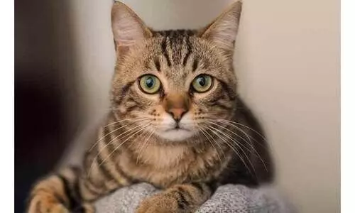 മിണ്ടാപ്രാണിയോടെന്തിനീ ക്രൂരത...   പൂച്ചയെ കൊന്ന് തലയറുത്തു, വീഡിയോ ഇൻസ്റ്റഗ്രാം സ്റ്റോറിയാക്കി; യുവാവിനെതിരെ​ കേസ്