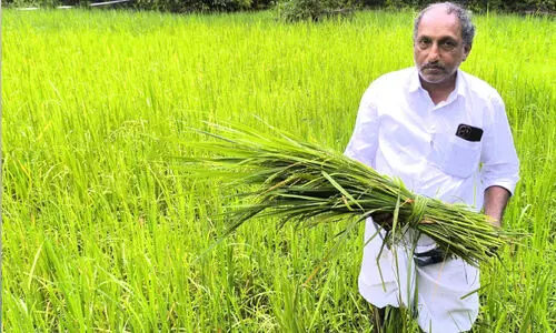 സദാനന്ദന്റെ നെൽ കൃഷിക്കുണ്ട് സംസ്കൃതിയുടെ കൈയൊപ്പ്