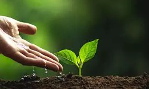 വേരിറങ്ങി 1.18 ലക്ഷം സൗഹൃദത്തണലുകൾ