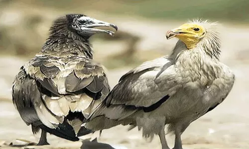 വം​ശ​നാ​ശ​ഭീ​ഷ​ണി നേ​രി​ടു​ന്ന 300ല​ധി​കം ഈ​ജി​പ്ഷ്യ​ൻ ക​ഴു​ക​ന്മാ​രെ​ ദി​മ വ​താ​ഈ​നി​ൽ ക​ണ്ടെ​ത്തി