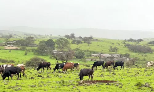 പ​രി​സ്ഥി​തി ലം​ഘ​നം; ദോ​ഫാ​റി​ലെ ഹ​രി​ത ഇ​ട​ങ്ങ​ളി​ൽ നി​ർ​ത്തി​യി​ട്ട 226 വാ​ഹ​ന​ങ്ങ​ൾ നീ​ക്കി