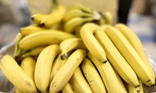 വിലയിടിഞ്ഞു; നേന്ത്രക്കായ കർഷകർക്ക് കണ്ണീർ വിലയിടിഞ്ഞു; നേന്ത്രക്കായ കർഷകർക്ക് കണ്ണീർ