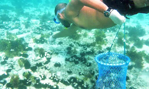 പൈ​തൃ​ക​സീ​സ​ണി​ന്‍റെ ഭാ​ഗ​മാ​യി മു​ത്തു​വാ​ര​ൽ മ​ത്സ​രം