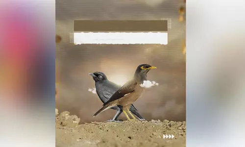 മൈനകളെ തുരത്താൻ നടപടികൾ കർശനമാക്കി ഖത്തർ