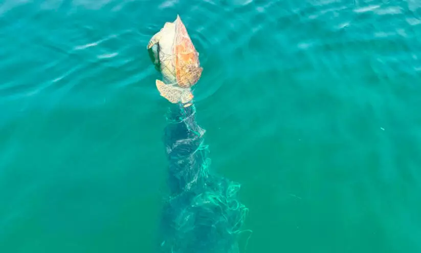 മത്സ്യബന്ധന വലയിൽ കുടുങ്ങി കടലാമ ചത്തനിലയിൽ മത്സ്യബന്ധന വലയിൽ കുടുങ്ങി കടലാമ ചത്തനിലയിൽ