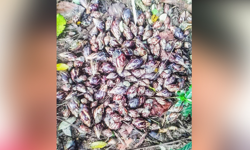 പറവൂരിൽ ആഫ്രിക്കൻ ഒച്ച് ശല്യം വ്യാപകം | African snail infestation ...