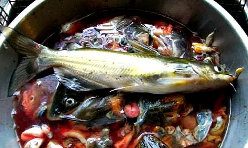 Fish waste,fertilizer