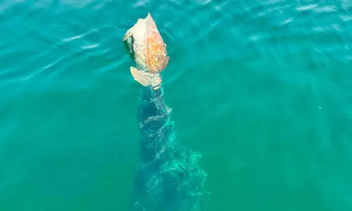 മ​ത്സ്യ​ബ​ന്ധ​ന വ​ല​യി​ൽ കു​ടു​ങ്ങി ക​ട​ലാ​മ ച​ത്ത​നി​ല​യി​ൽ