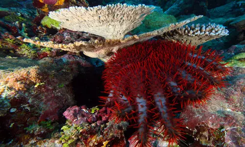 500 കോടി നക്ഷത്ര മൽസ്യങ്ങ​ളെ കൊന്നൊടുക്കിയ കൊലയാളിയെ ഒടുവിൽ കണ്ടെത്തി; നമ്മുടെ കോളറ ബാക്ടീരിയ