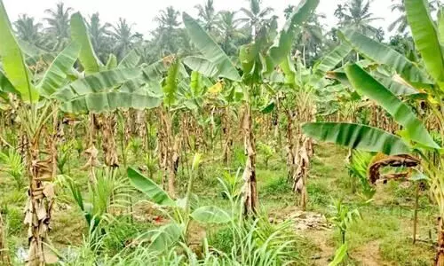 rare disease,Banana farming
