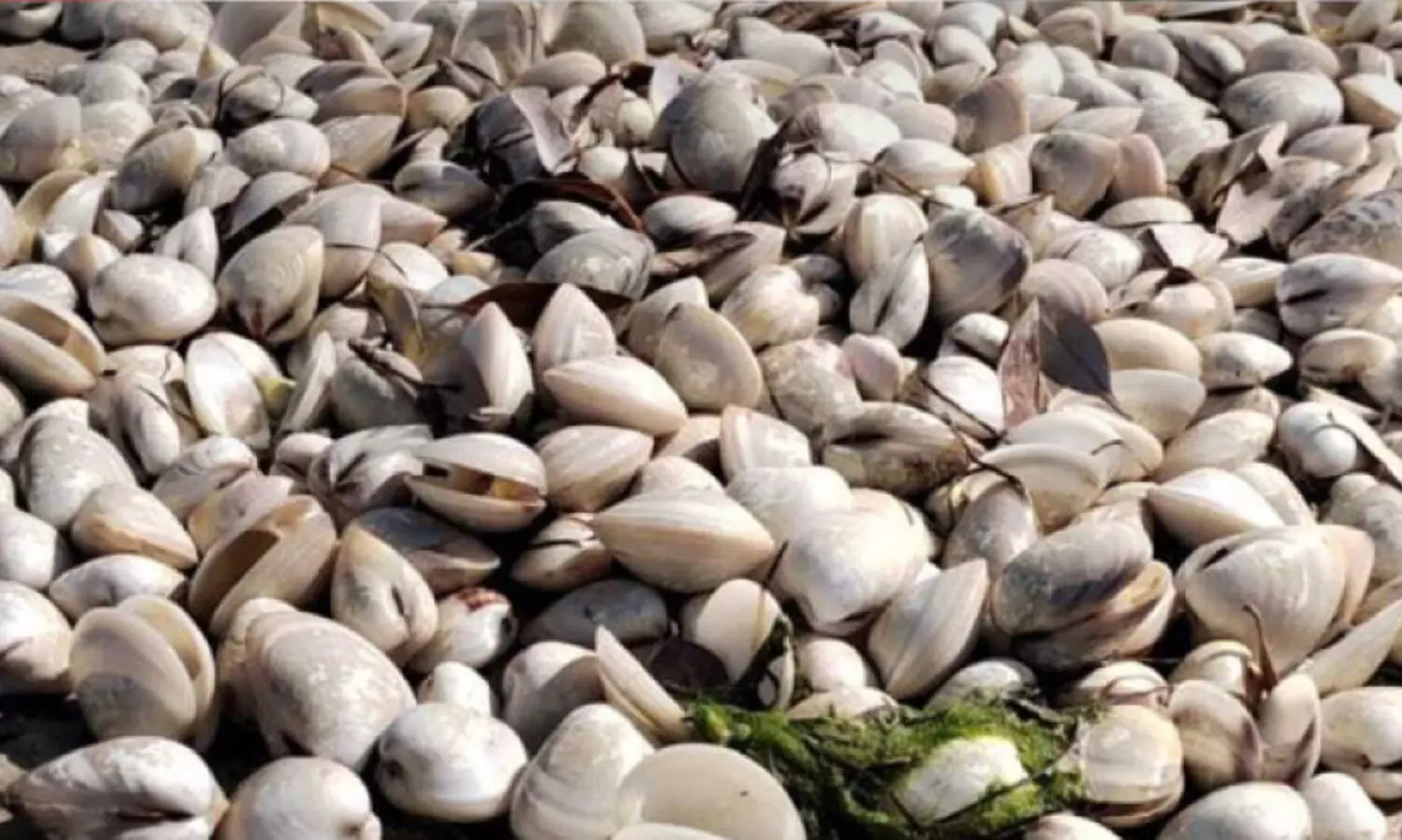 സംരക്ഷിത സമുദ്രമേഖലയിലെ നിയമ ലംഘനങ്ങളിൽ നടപടിയെടുക്കുെമെന്ന് പ​രി​സ്ഥി​തി ഏ​ജ​ന്‍സി