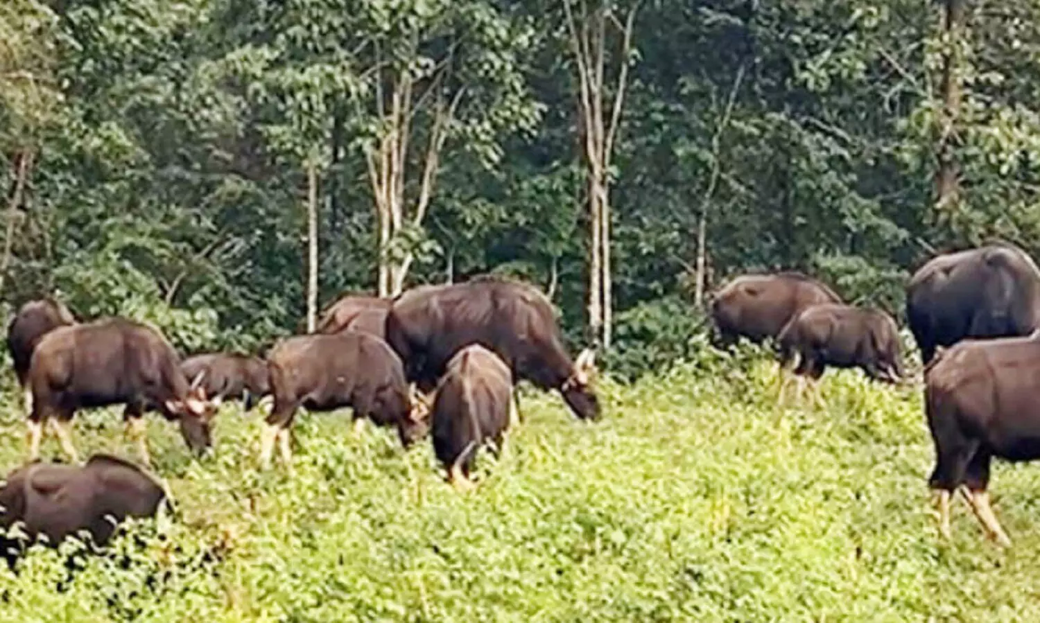 കുളത്തൂപ്പുഴയില്‍ ജനവാസ മേഖലയിൽ കാട്ടുപോത്തുകൾ